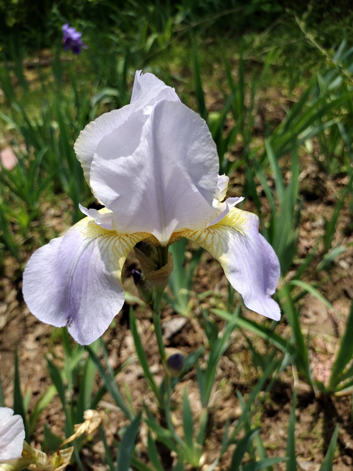5x MIXED VARIETIES/COLORS BEARDED IRIS BULBS RHIZOMES
