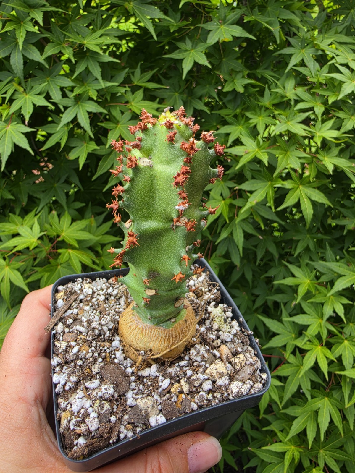 Monadenium Spectabile Rare Caudex Live Succulent Plant