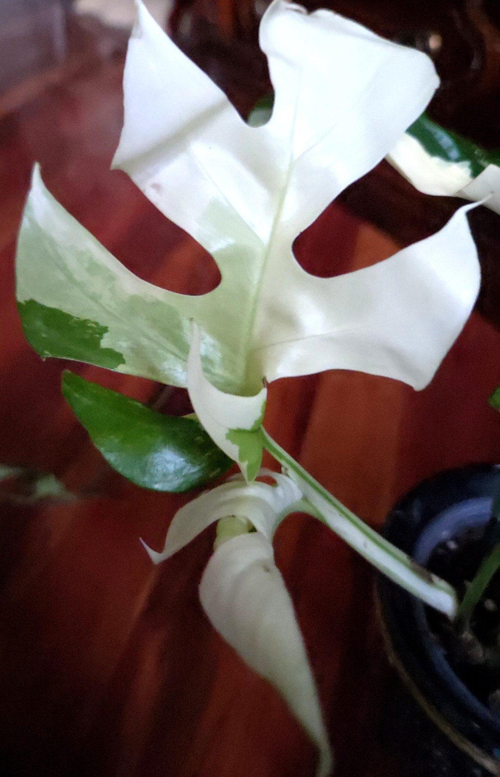 Rare Rhaphidophora Tetrasperma Albo 12″Tall Monstera No Philodendron Anthurium