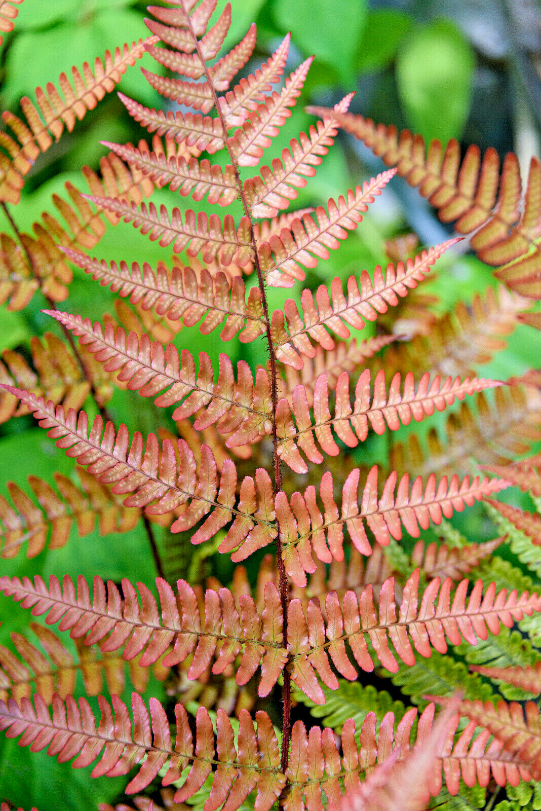Autumn fern 1000 SPORES (SEEDS) DRYOPTERIS ERYTHROSORA, HARDY FERN