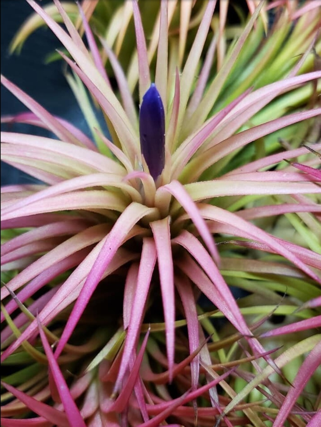 2 Year Supply Air Plant Food, Fertilizer For Beautiful Tillandsia