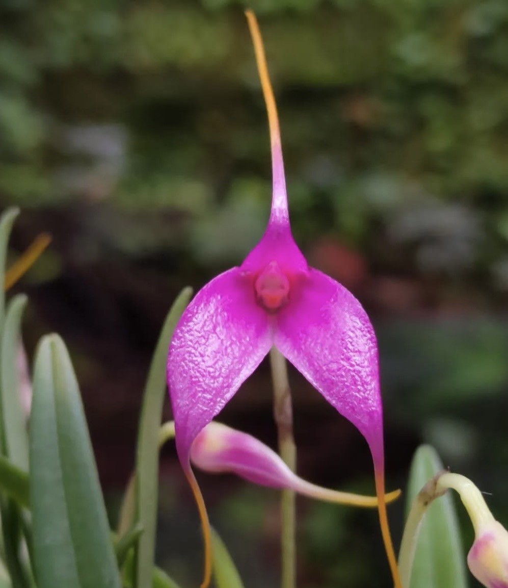 Masdevallia lamprotyria FRAGRANT miniature orchid species bloom size