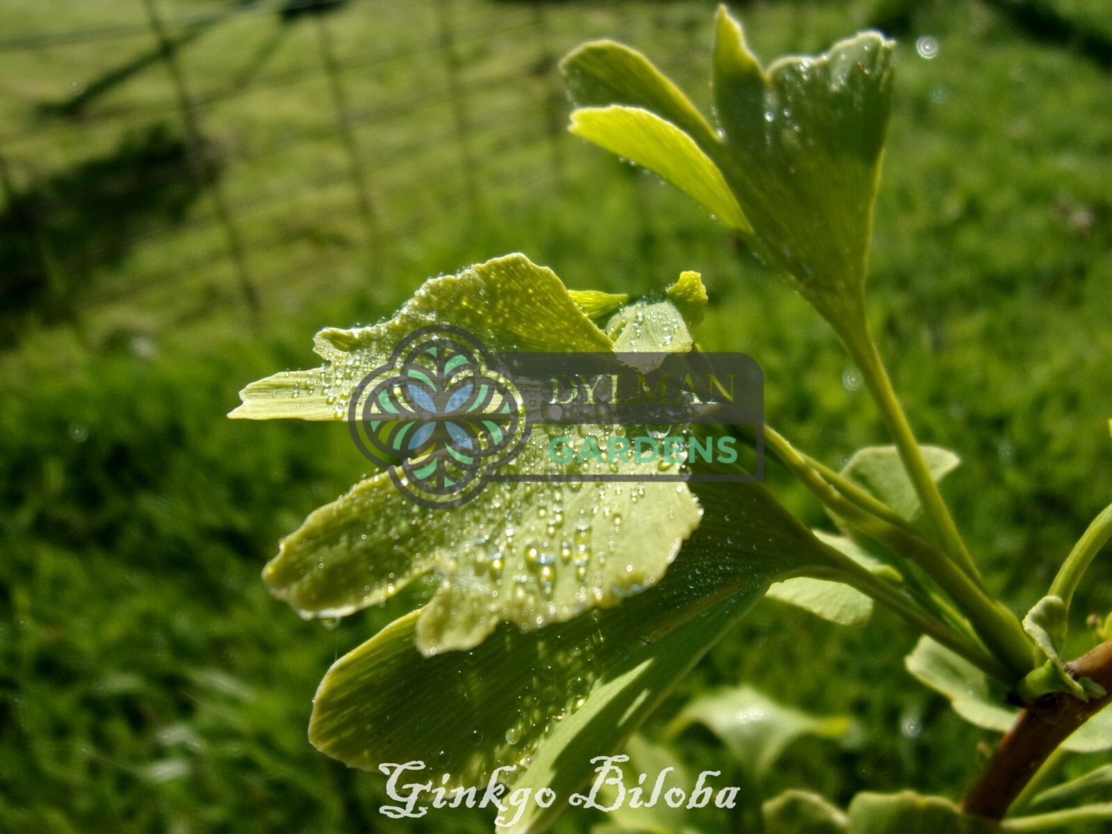 Ginkgo Biloba Tree – Maidenhair Tree – Living Fossil Tree – Multiple Sizes