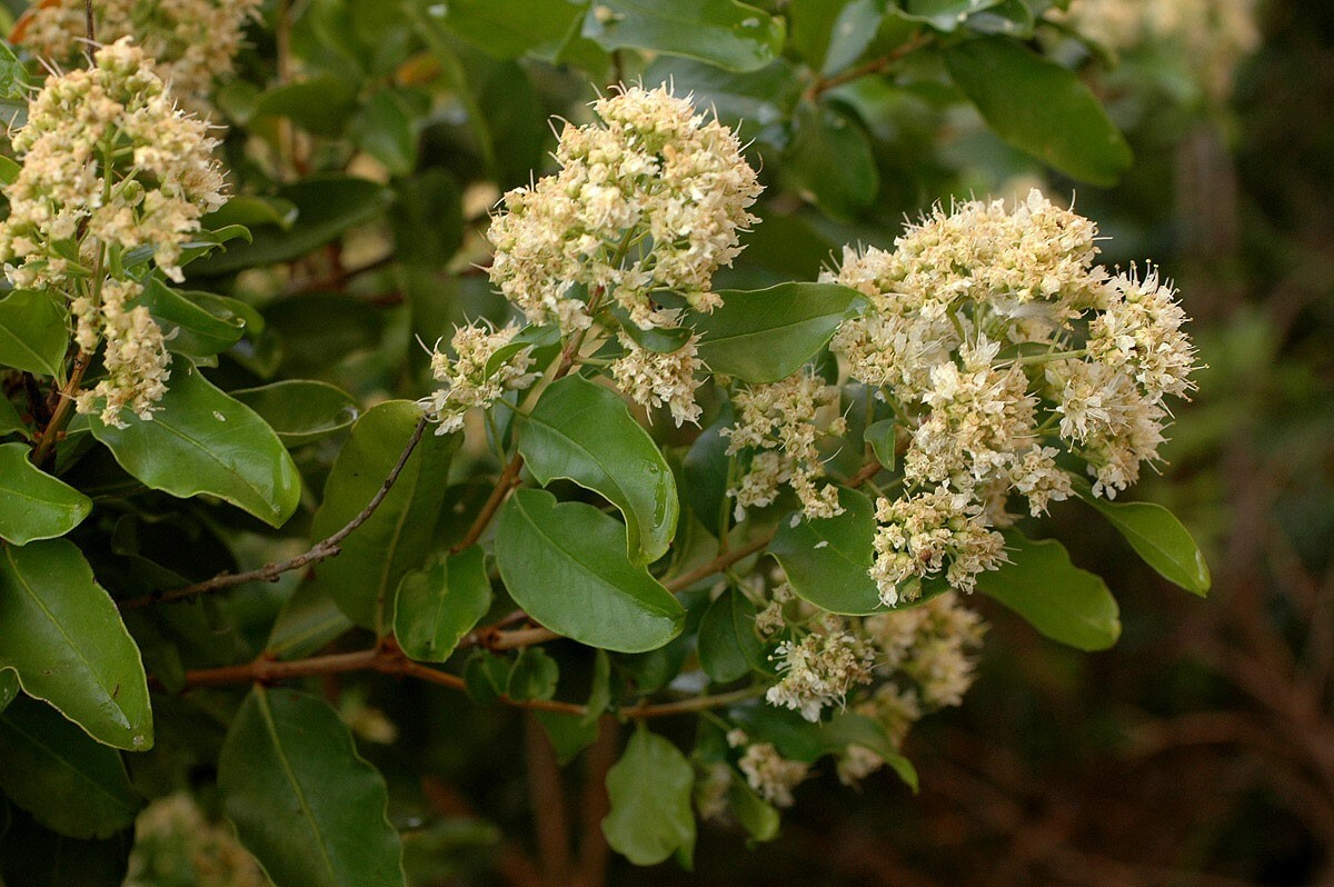 Galpinia transvaalica | Transvaal Privet | Wild Pride of India | 10_Seeds