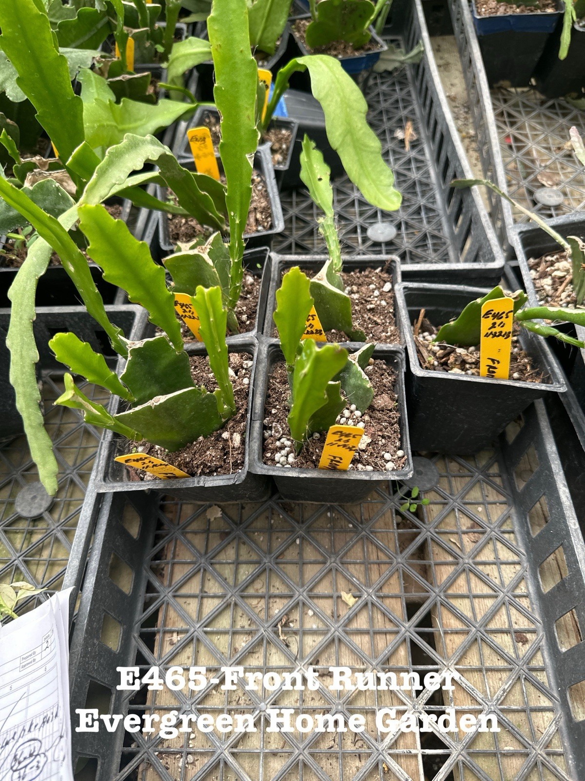 Rooted Epiphyllum Orchid Cactus “Front Runner”Growing In 4” Starter pot.