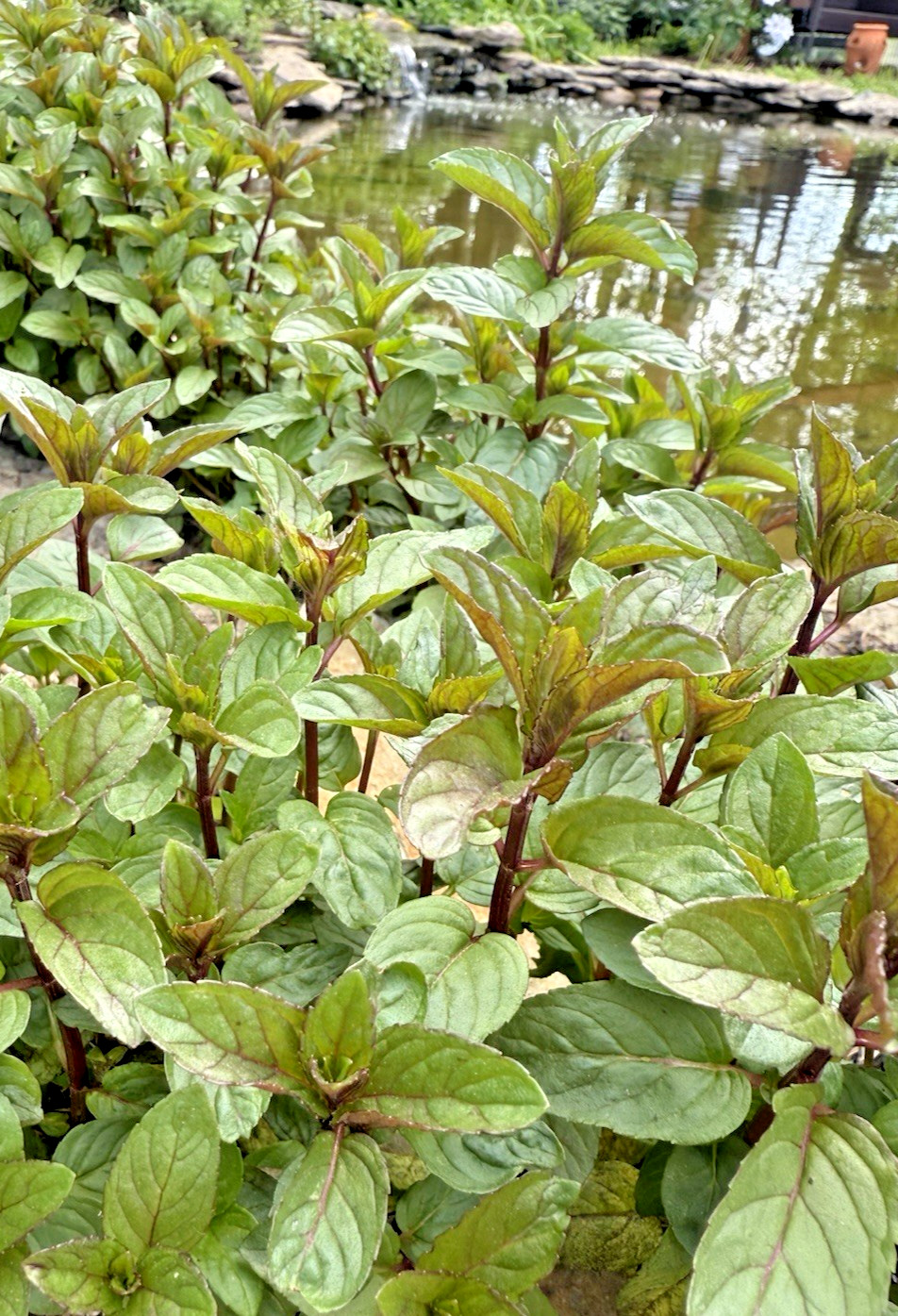 6+ Live Chocolate MINT Healthy Plants Fresh Culinary Herb Rooted Starter Plugs
