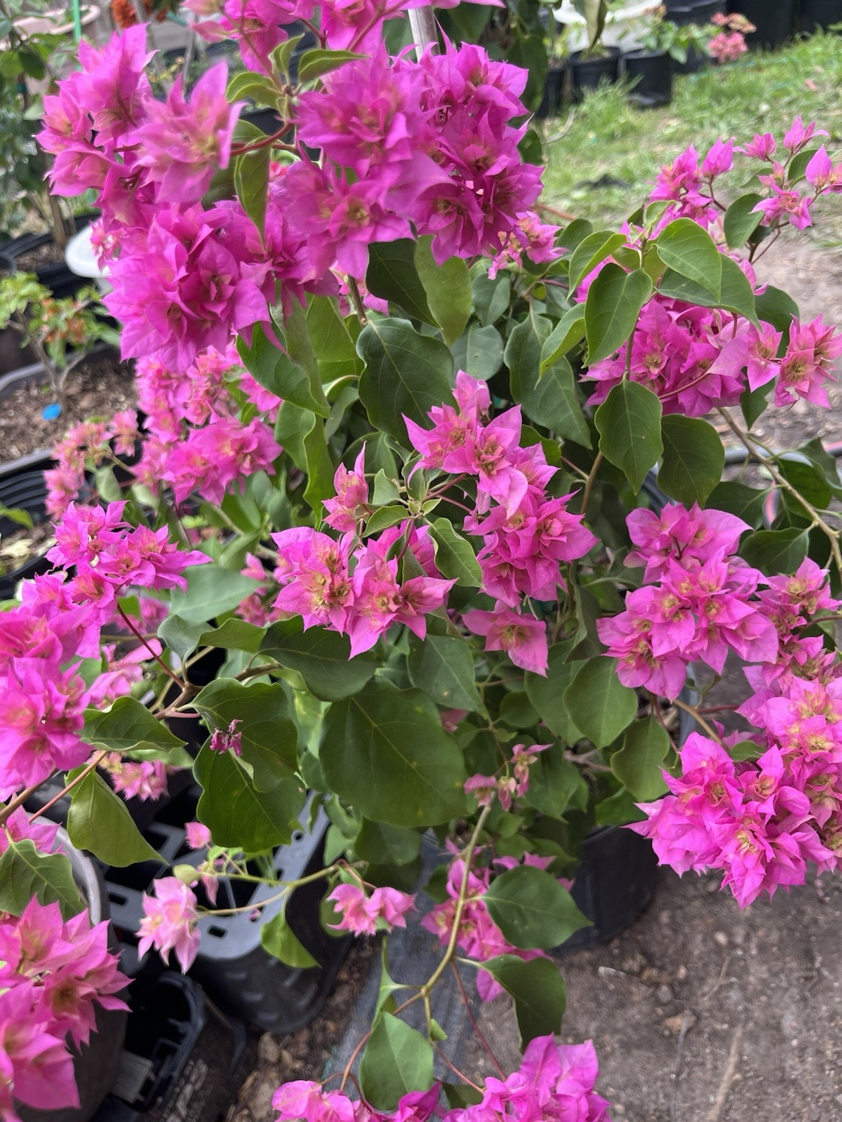 Doubld Petals Pink Bougainvillea 3 Gallon Pot 30 in Tall