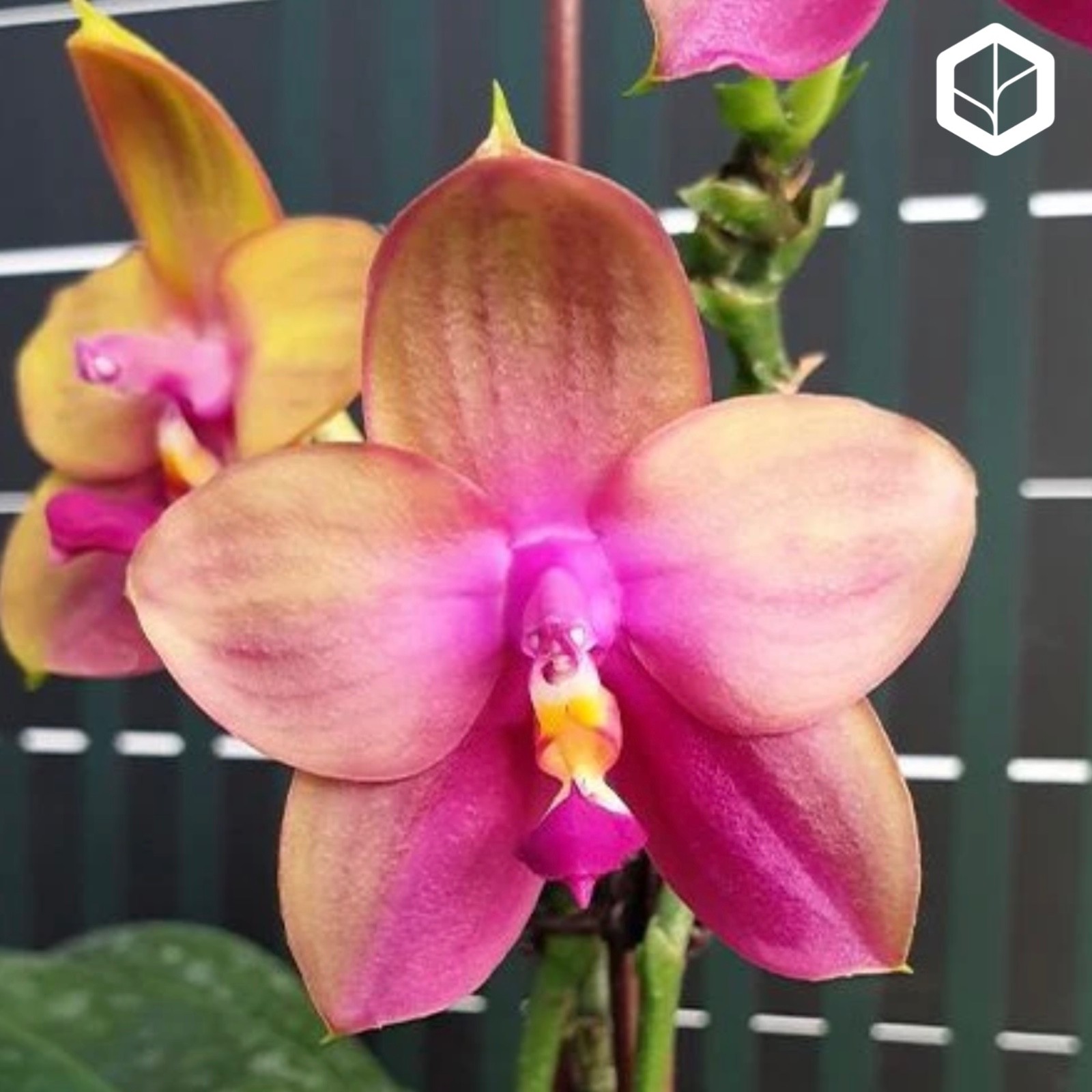 Phalaenopsis Yaphon Bear Sir ‘634’ [IN SPIKE]