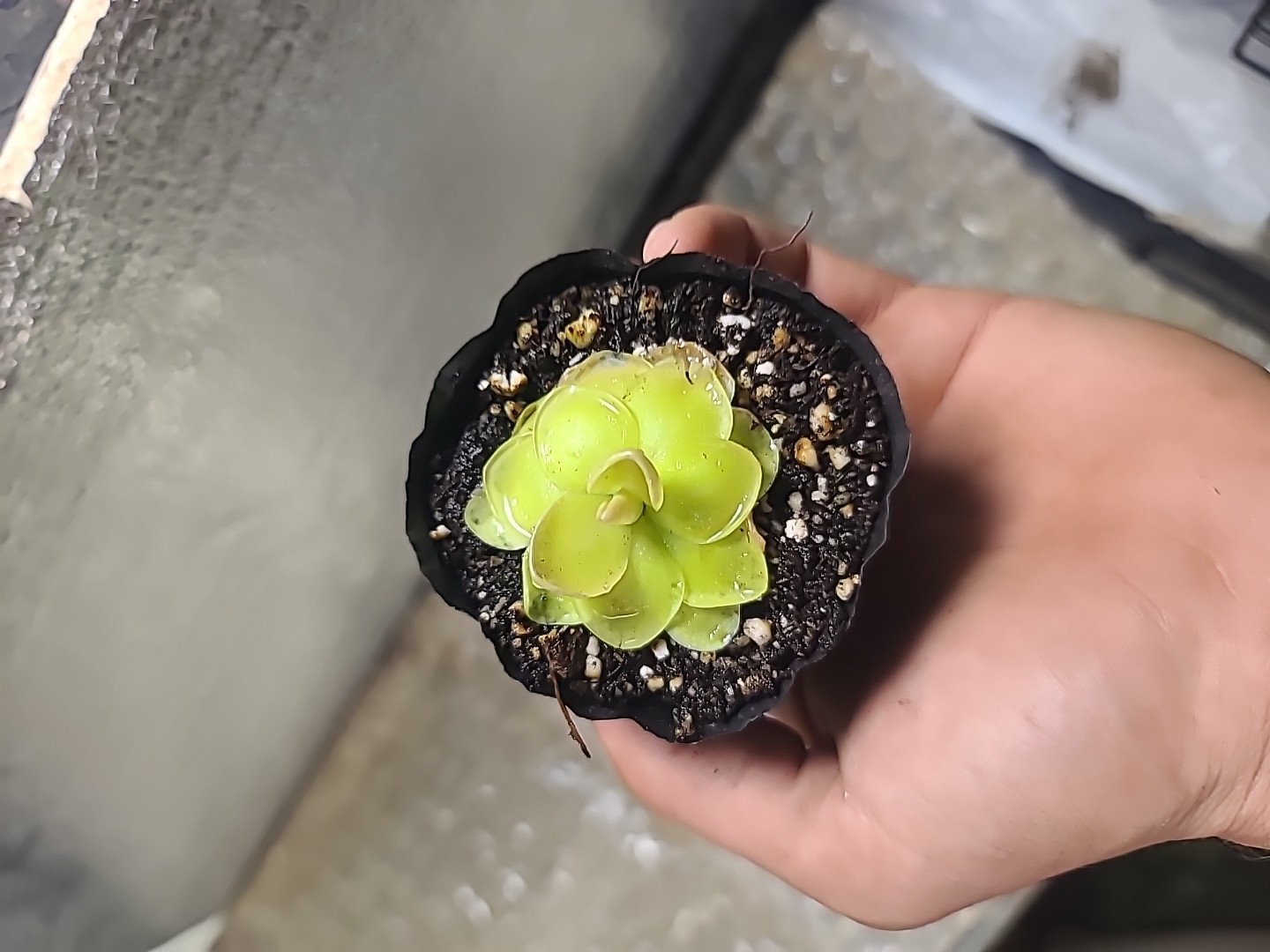 Pinguicula moranensis