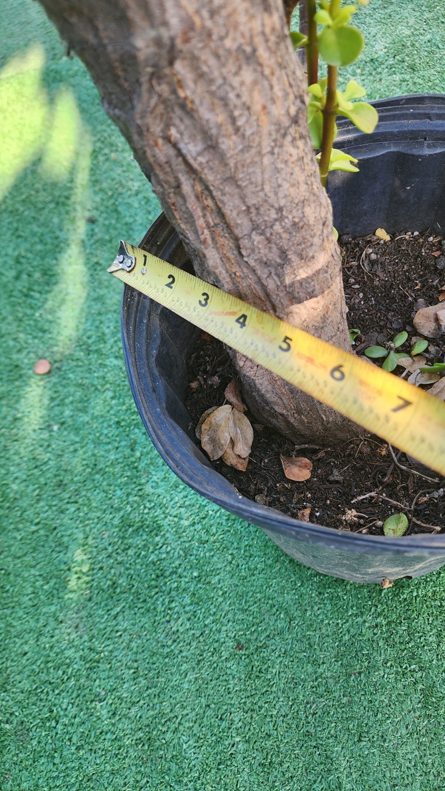 Large Portulacaria Afra 30″tall,Fat and Mature trunk,shipping bare roots.