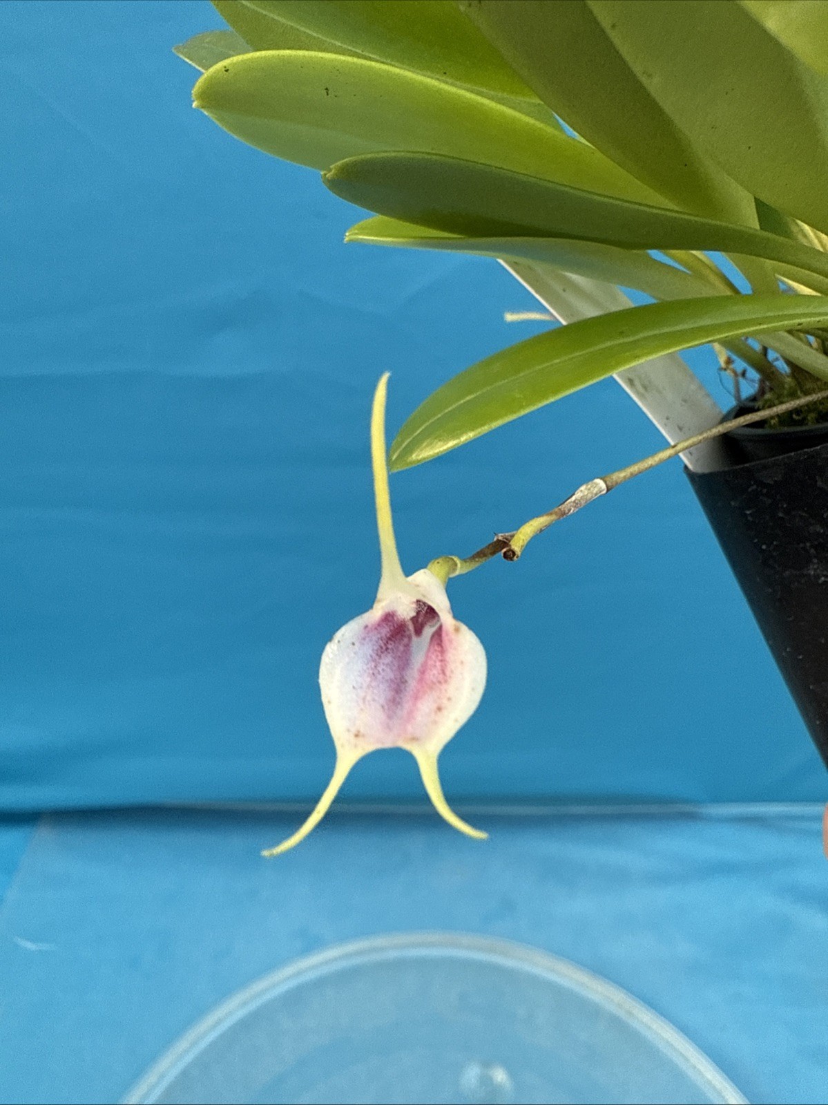 Masdevallia floribunda Ssp Tuerckheimii Yellow Pink BS Orchid 2.5” Pot (CJ16)