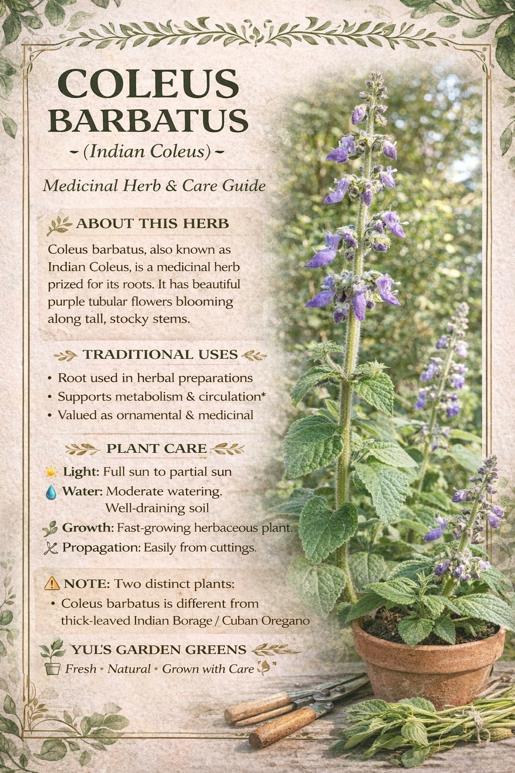 Medicinal Herbs Plants Bundle 5 Different Species Cuttings
