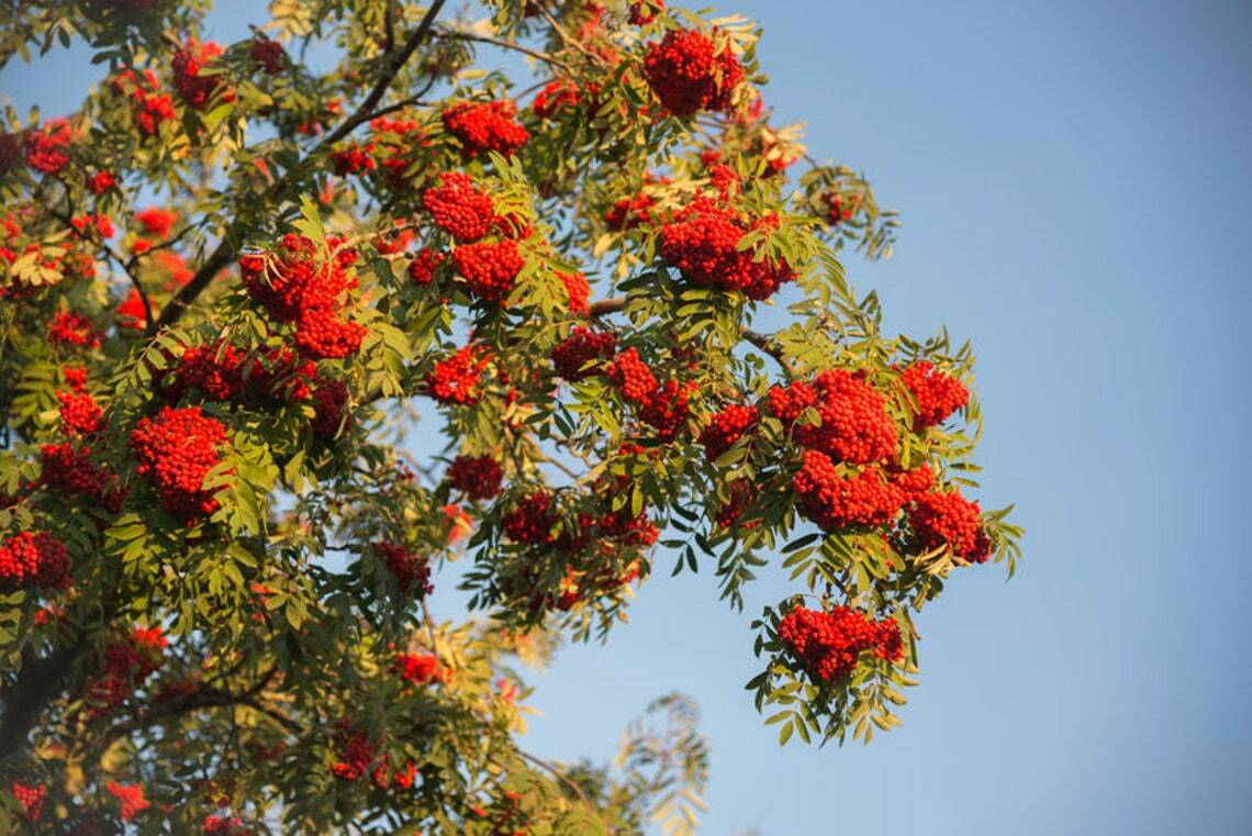 European Mountain Ash Tree – 24-36″ Tall Live Bareroot Plant – Sorbus aucuparia