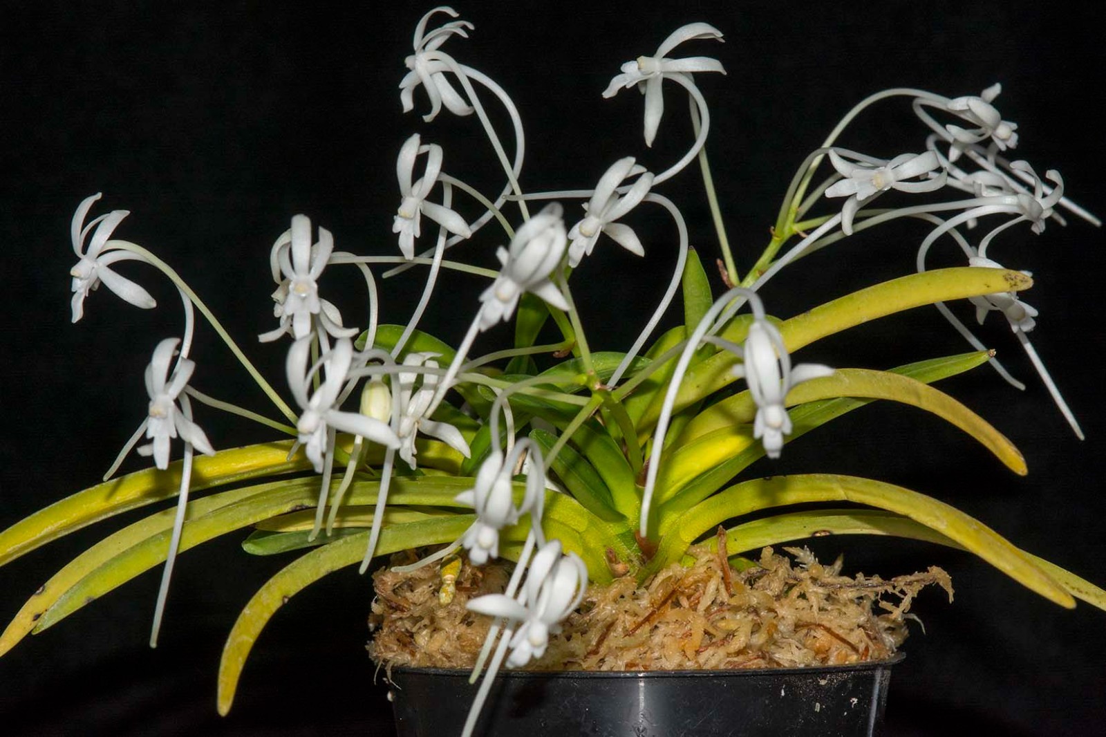 Vandaenopsis Summer Stars (Neofinetia falcata x Sedirea japonica)