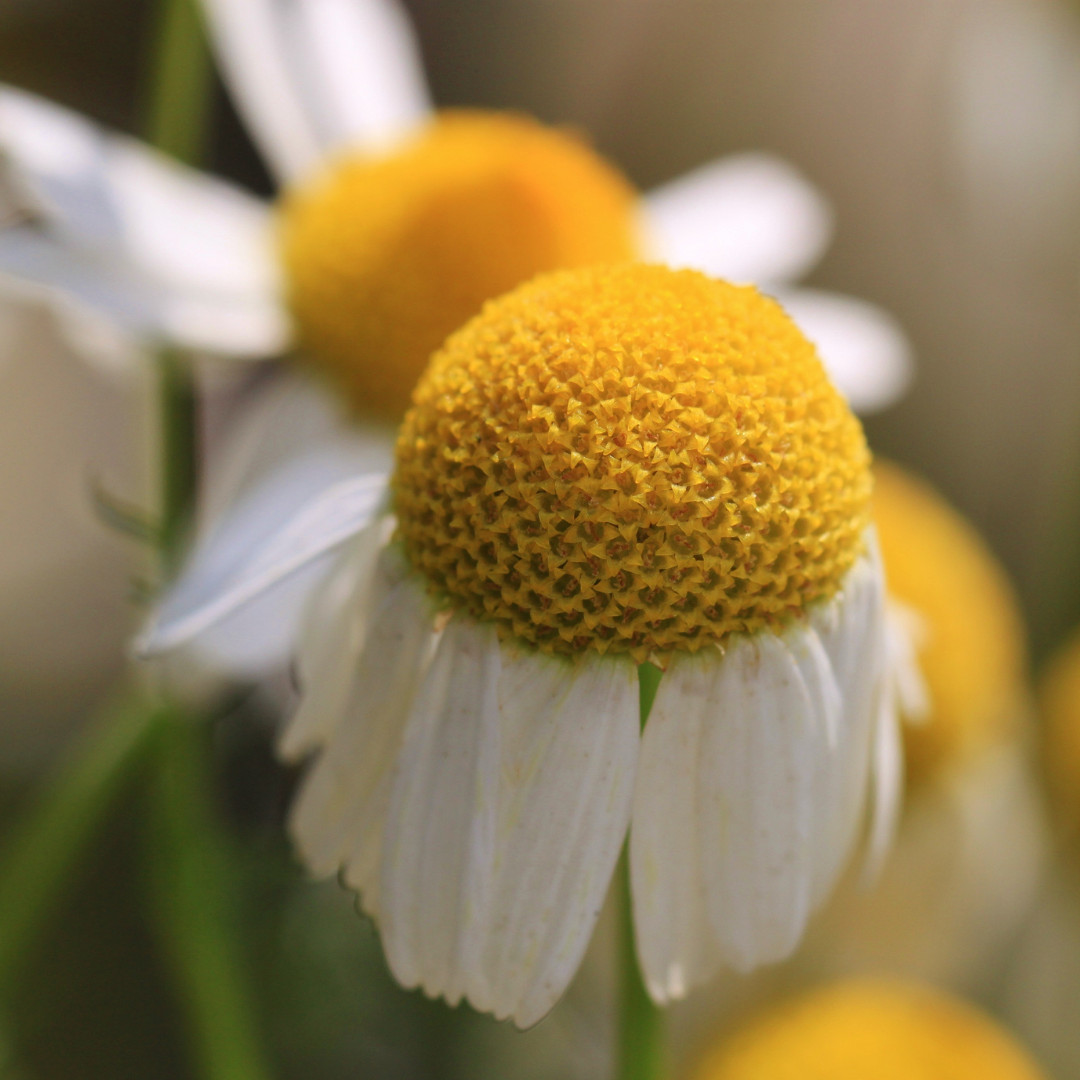 Fresh German Chamomile Seeds | Herbal Tea | Heirloom Non-GMO | Flower Seeds