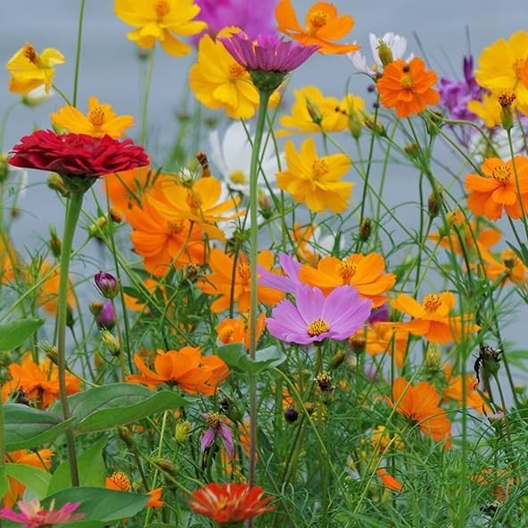 2000Pcs Mixed Cosmos Seeds for Planting, Rare Perennial Cosmos Flower Seeds, Hei