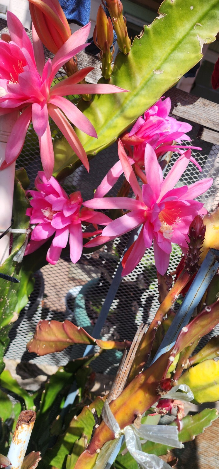 Epiphyllum Oxypetallum (Queen of the Night) Pink, red or yellow Color 6-15″