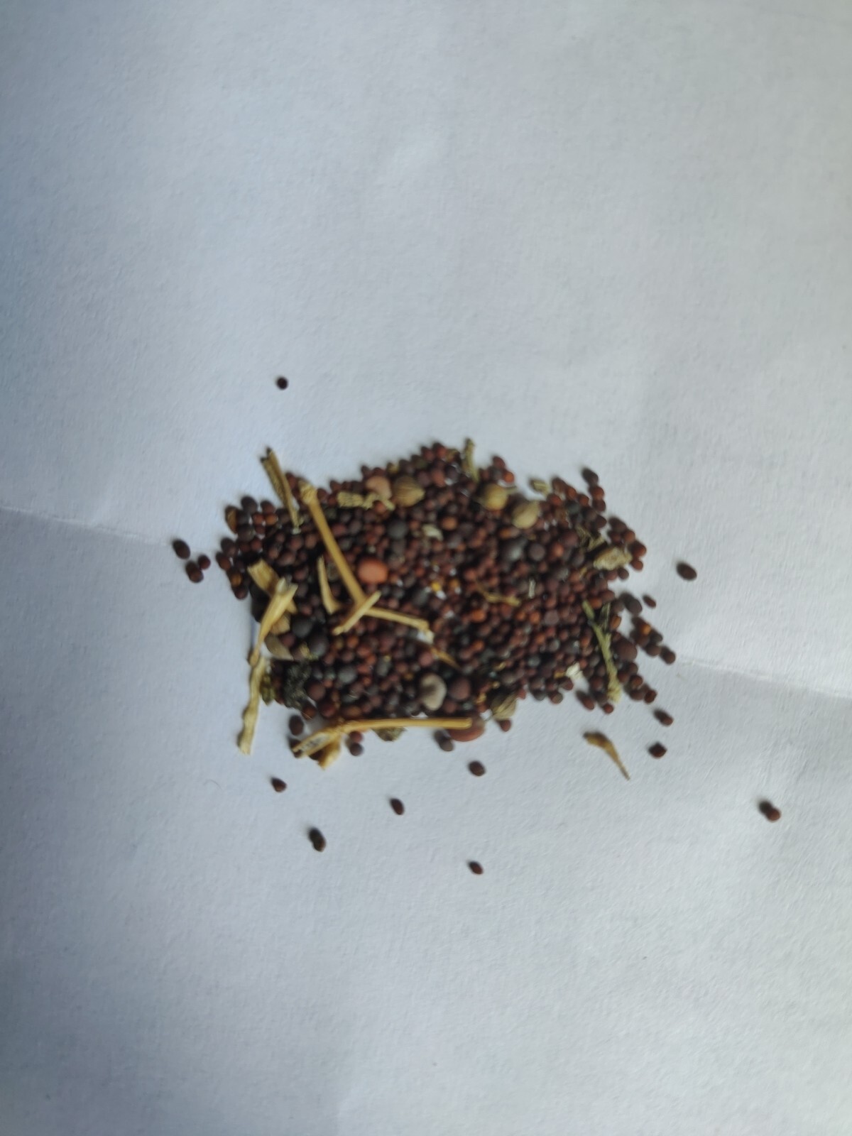 1000 Shorisha Shak | Mustard Green | Mustard Spinach Seeds