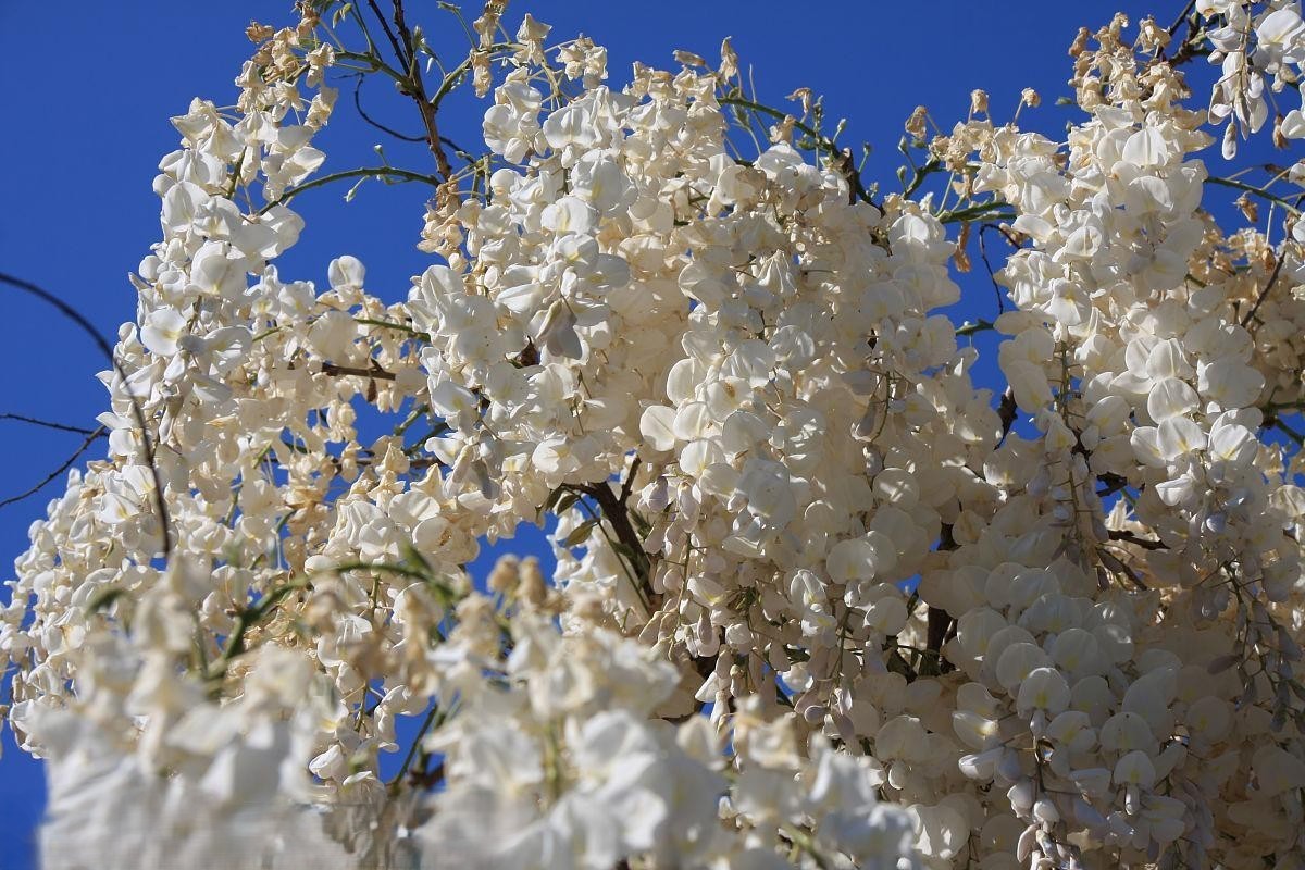 10 Pcs Japanese White Wisteria Sinensis Seeds for Landscaping or Bonsai Planting