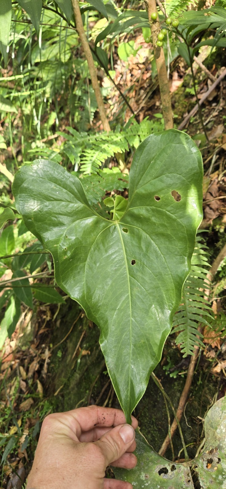 Anthurium umbrosum BL3