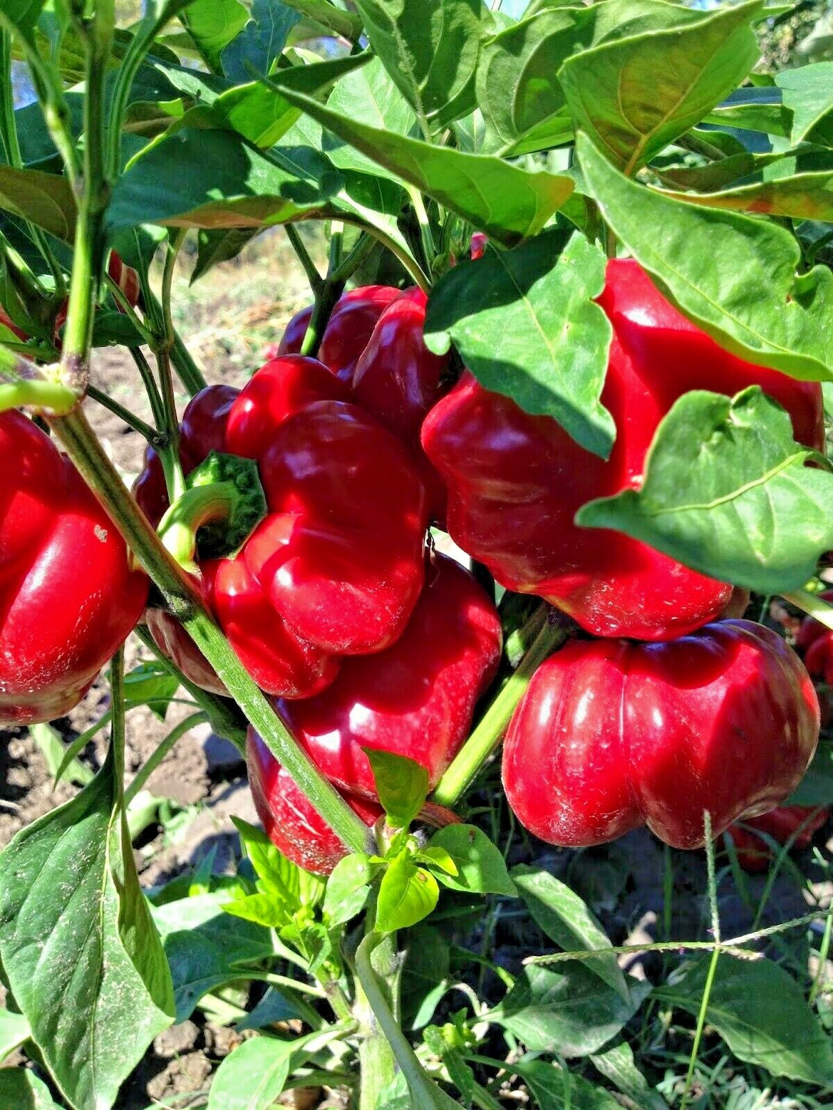 100+PIMENTO Sweet PEPPER Seeds Organic Summer Vegetable Garden Container Easy
