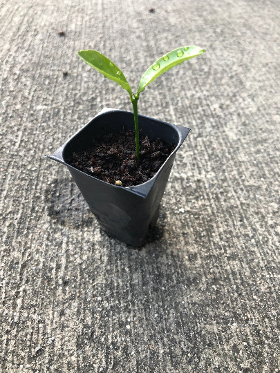 x1 Calamansi Kalamansi Calamondin Live Plug Citrus Plant
