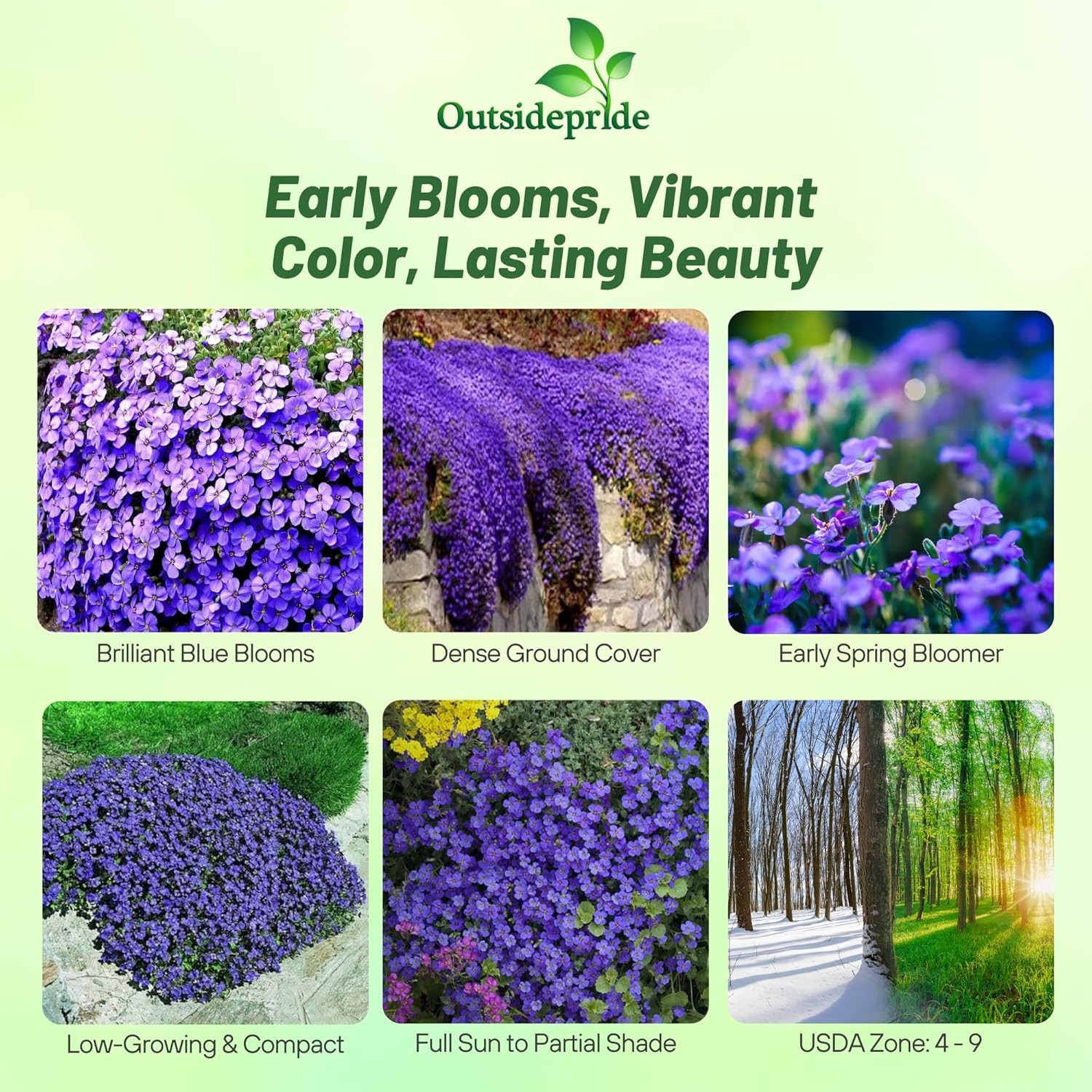 1000 Seeds Cascading Blue Rock Cress Seeds – Aubrieta Seeds Hybrida Ground