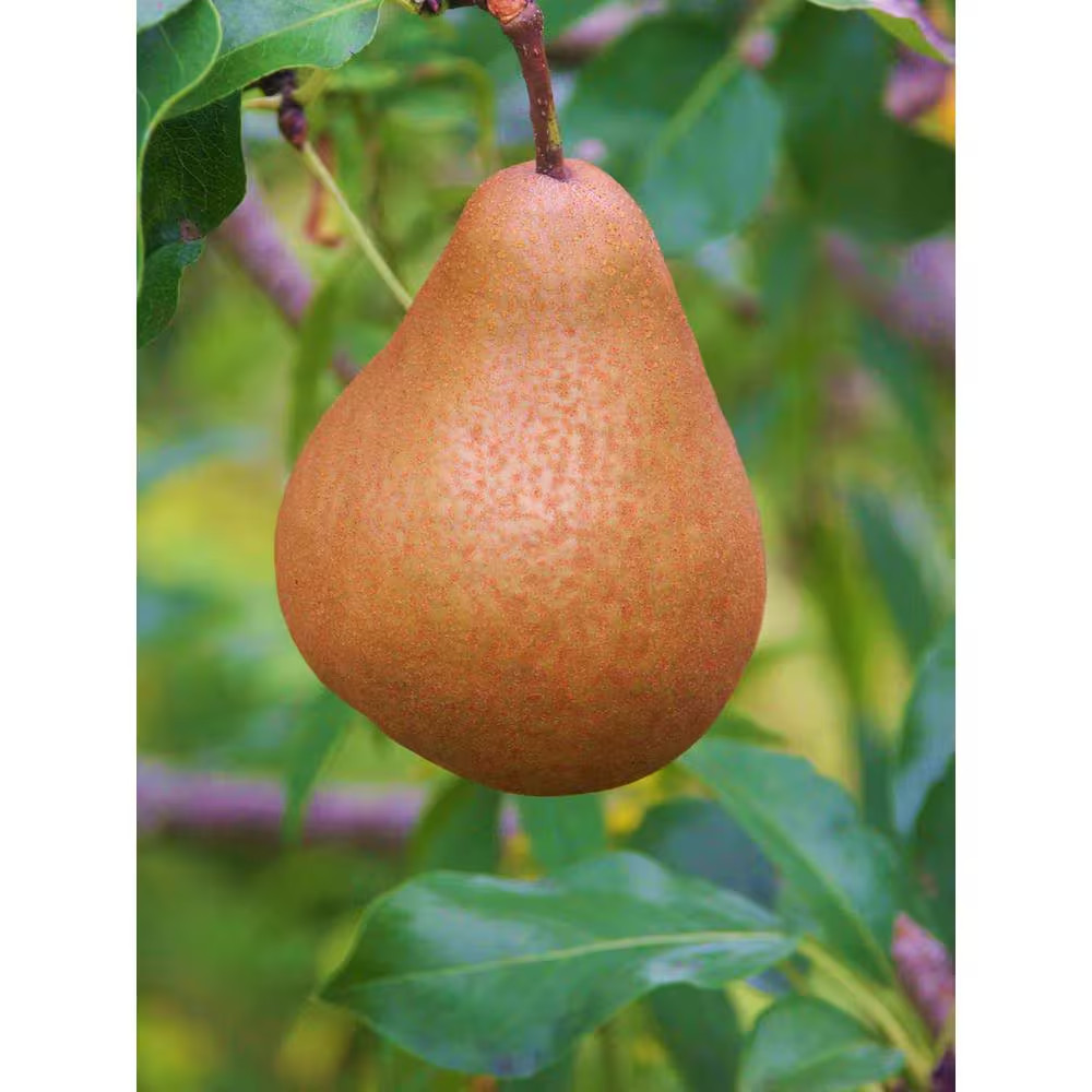 Dwarf Bosc Pear Tree – Sweet and Hardy Cinnamon Brown Pears (Bare-Root, 3 Ft. to