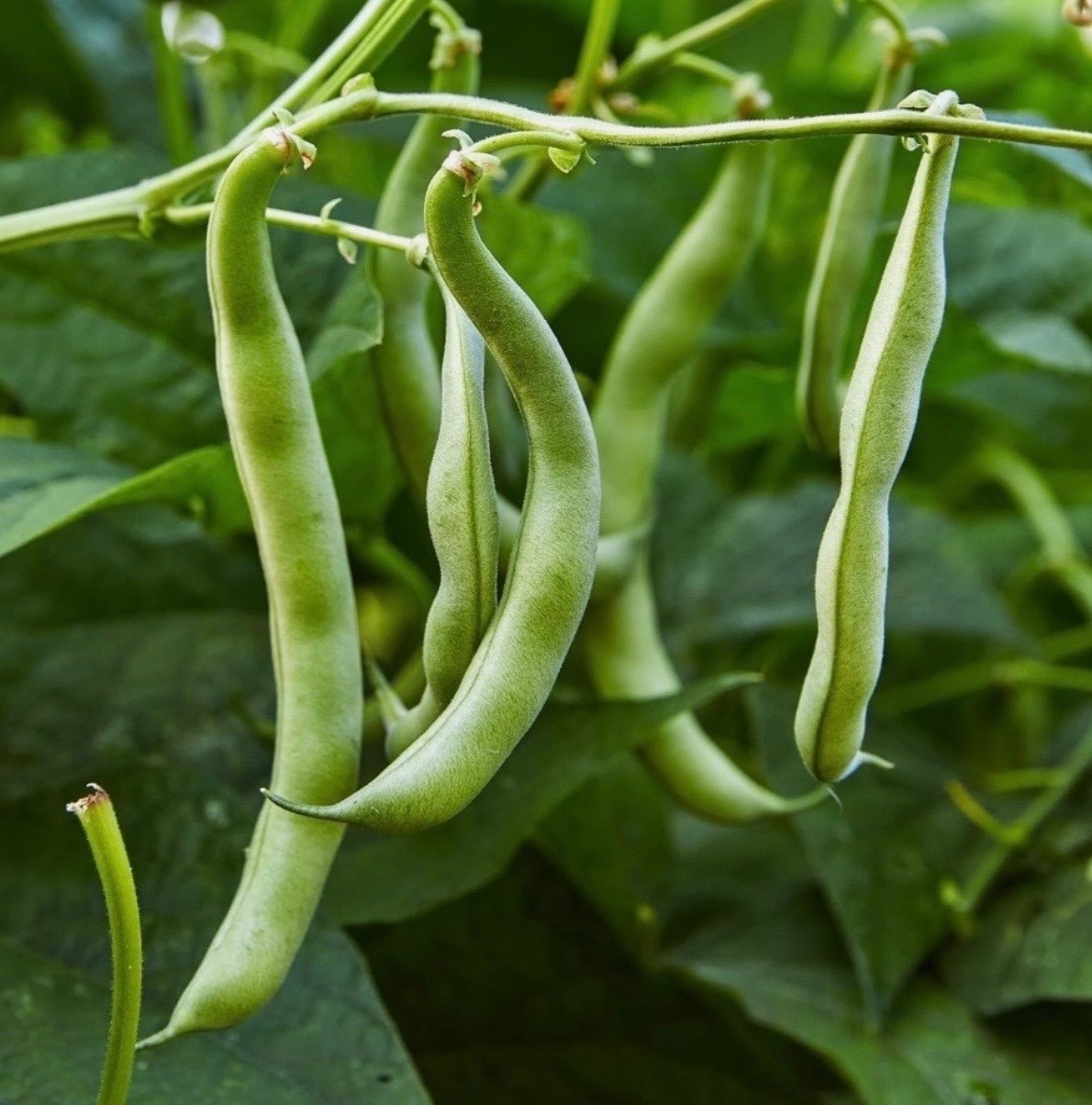 Blue Lake Stringless Pole Bean – Fresh Seeds – Non-GMO Heirloom 🇺🇸 USA Seller