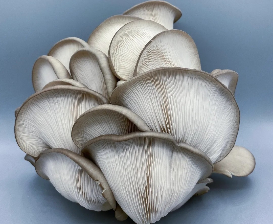 King Blue Oyster Mushroom Liquid Culture, Pleurotus ostreatus