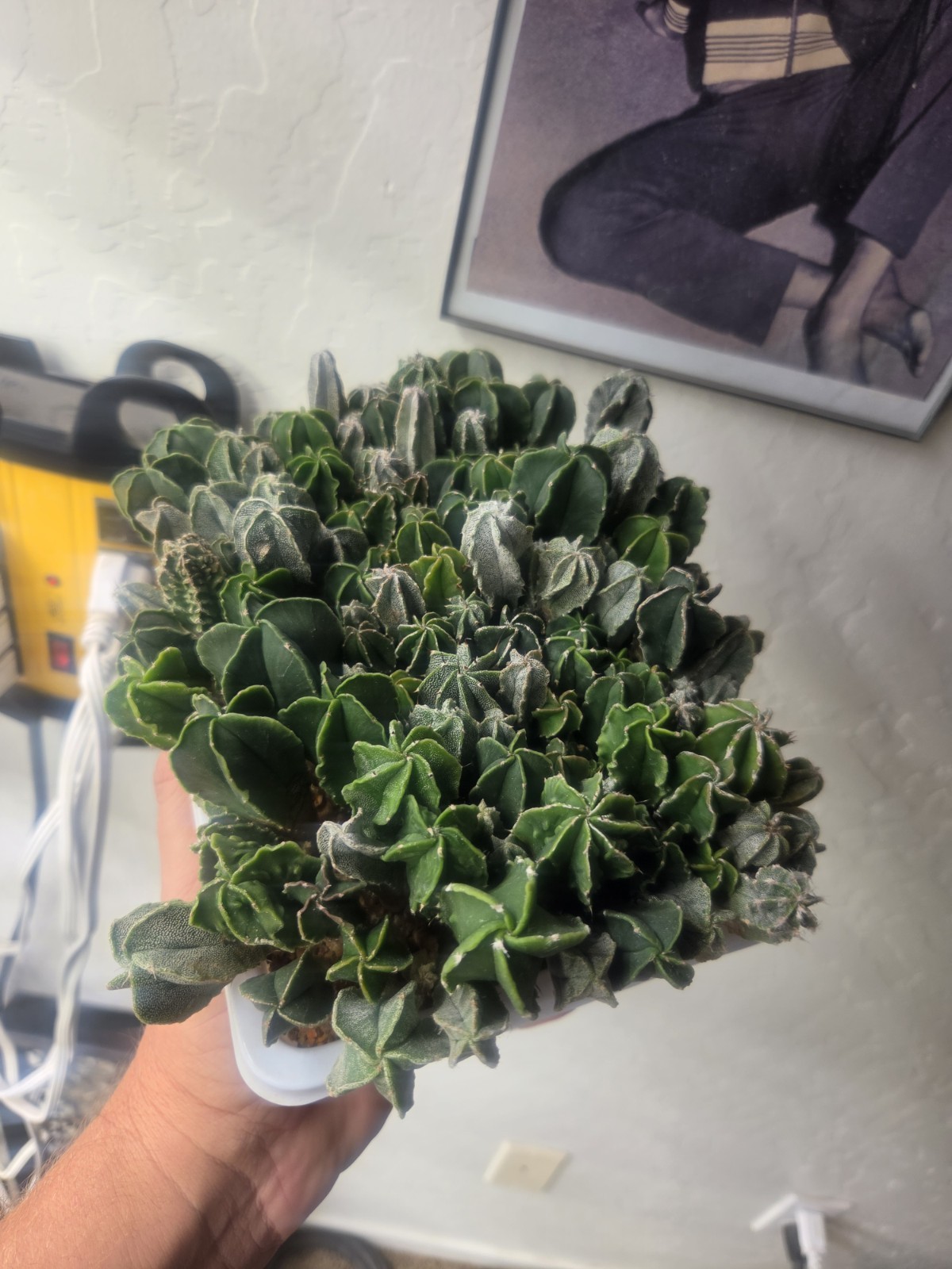 Astrophytum myriostigma hybrid mix – (Whole Tray)