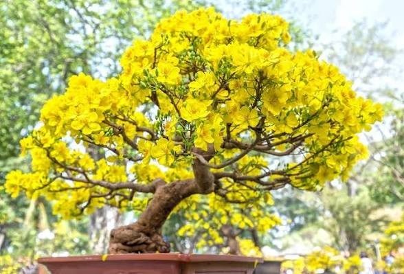 Yellow Bells Tecoma Stans – (200 Seeds + Detailed Growing Guide)