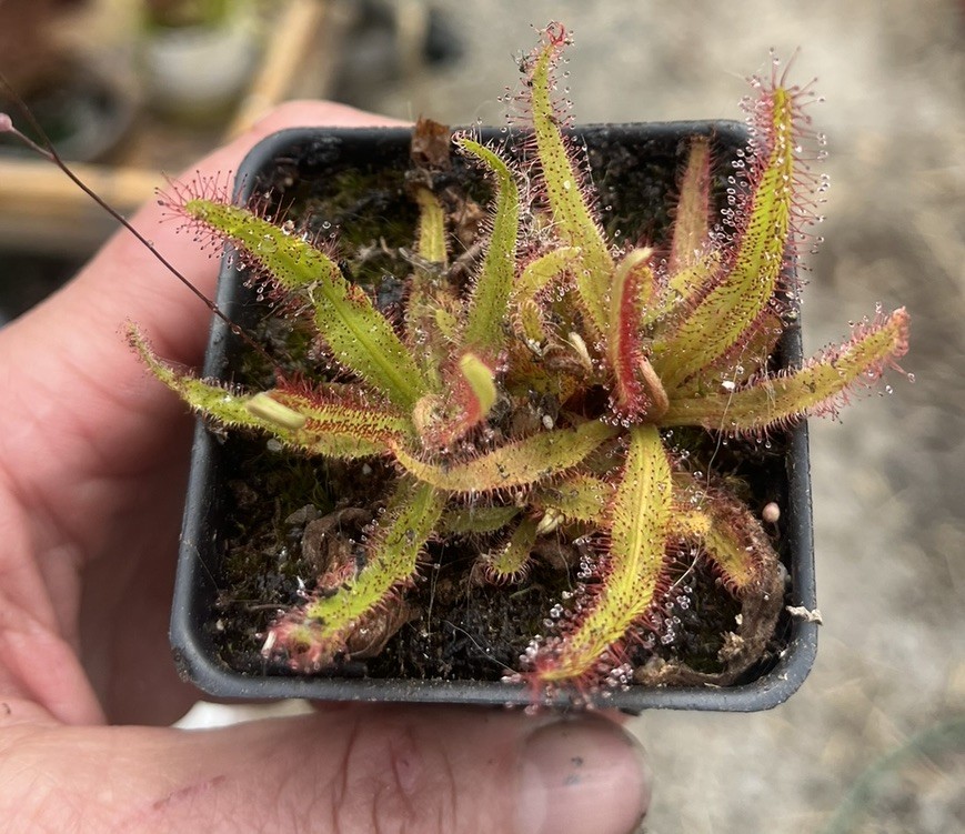 Drosera Adalae Live Carnivorous Plant Potted Sundew