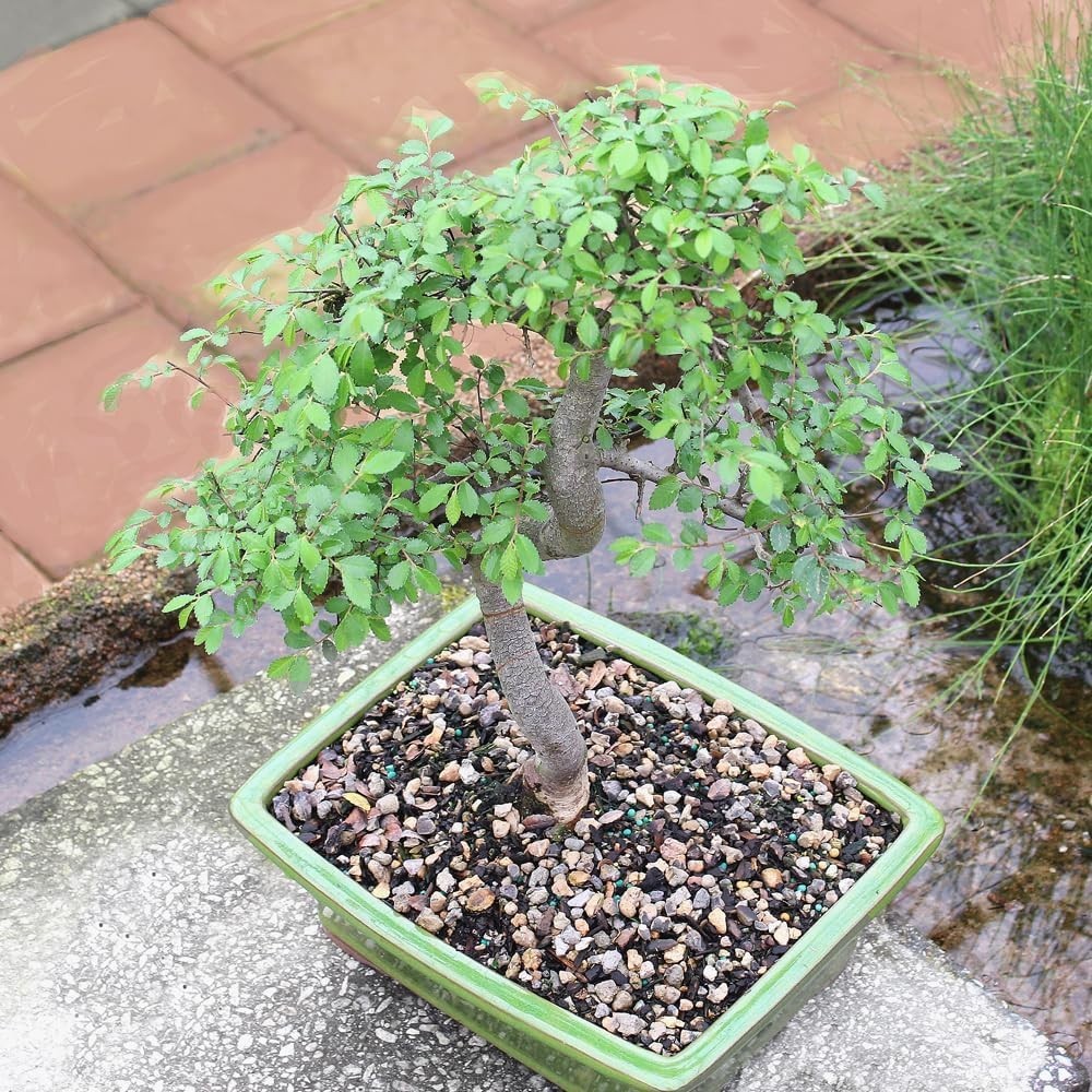 Brussel’s 15–Old Outdoor Chinese Elm Bonsai with Ceramic Pot – 16” High