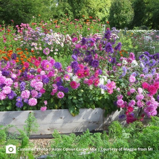 Aster DWARF COLOUR CARPET Mix Low Grow Dwarf Double Compact Non-GMO 200 Seeds