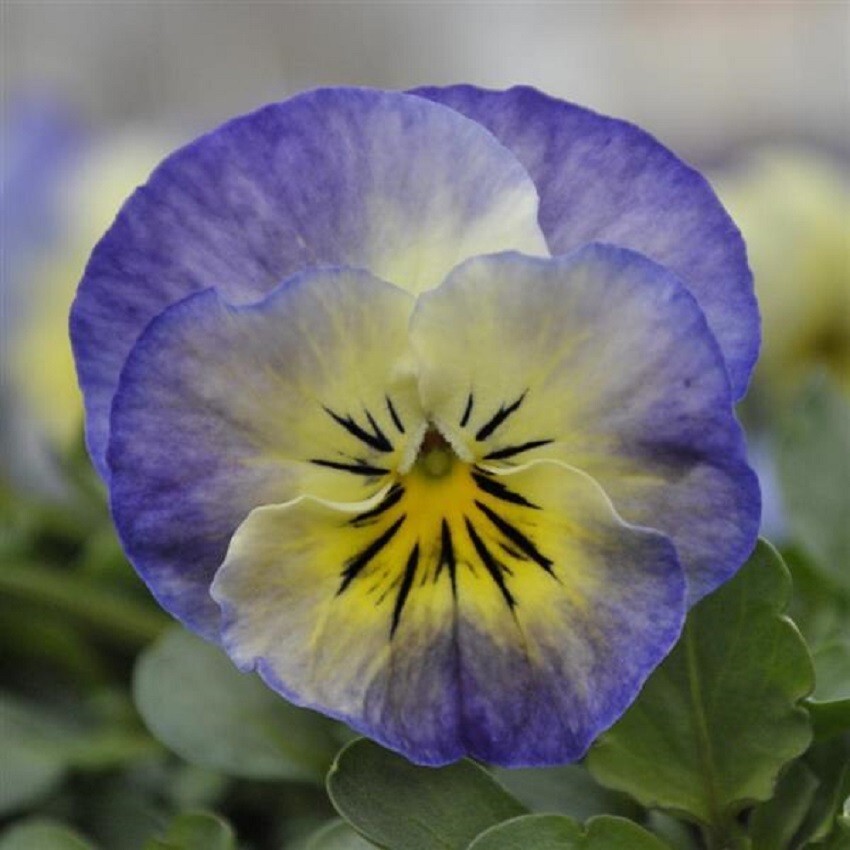 50 Viola Seeds Sorbet XP Neptune