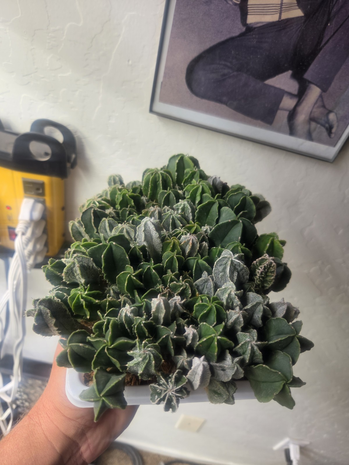 Astrophytum myriostigma hybrid mix – (Whole Tray)