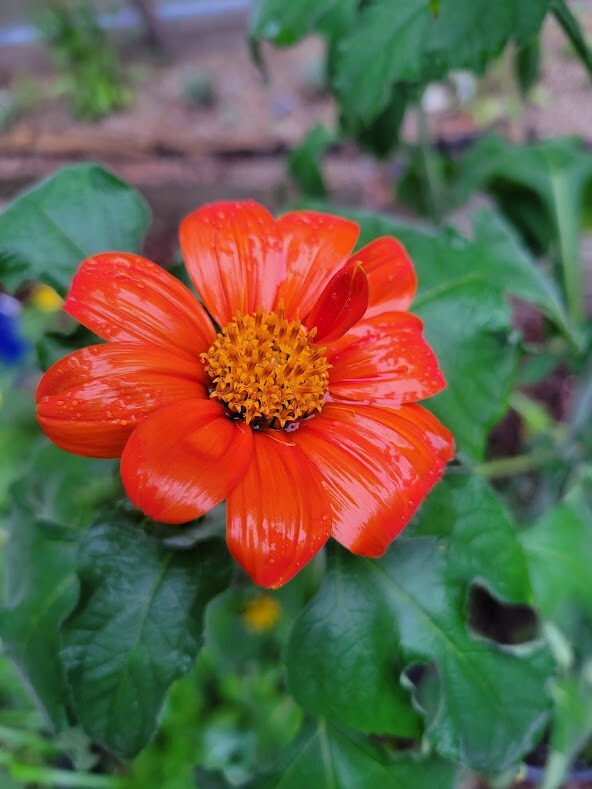 MEXICAN SUNFLOWER Seeds Bees Butterflies Hummingbirds LOVE THEM! Pollinators