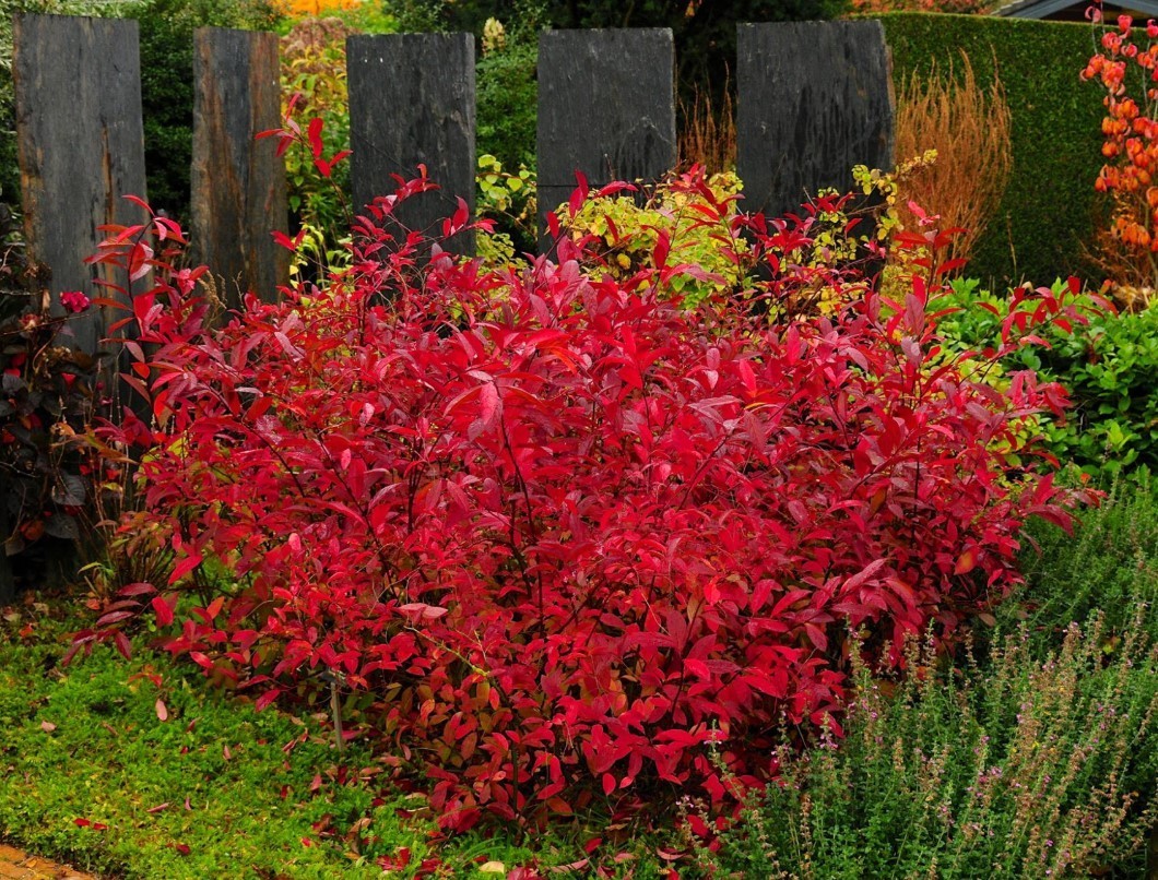Henry’s Garnet Itea Virginica Sweetspire Live Plant – 6-12″ Tall – Zones 5-9