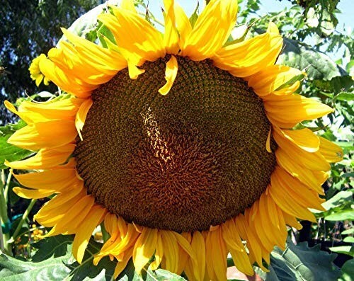 25+ Mammoth Grey Stripe Sunflower Seeds – Huge – Giant – Large Sunflowers -FRESH