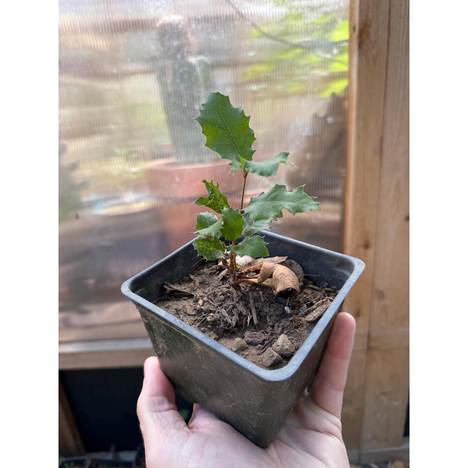 California Interior Live Oak Sapling
