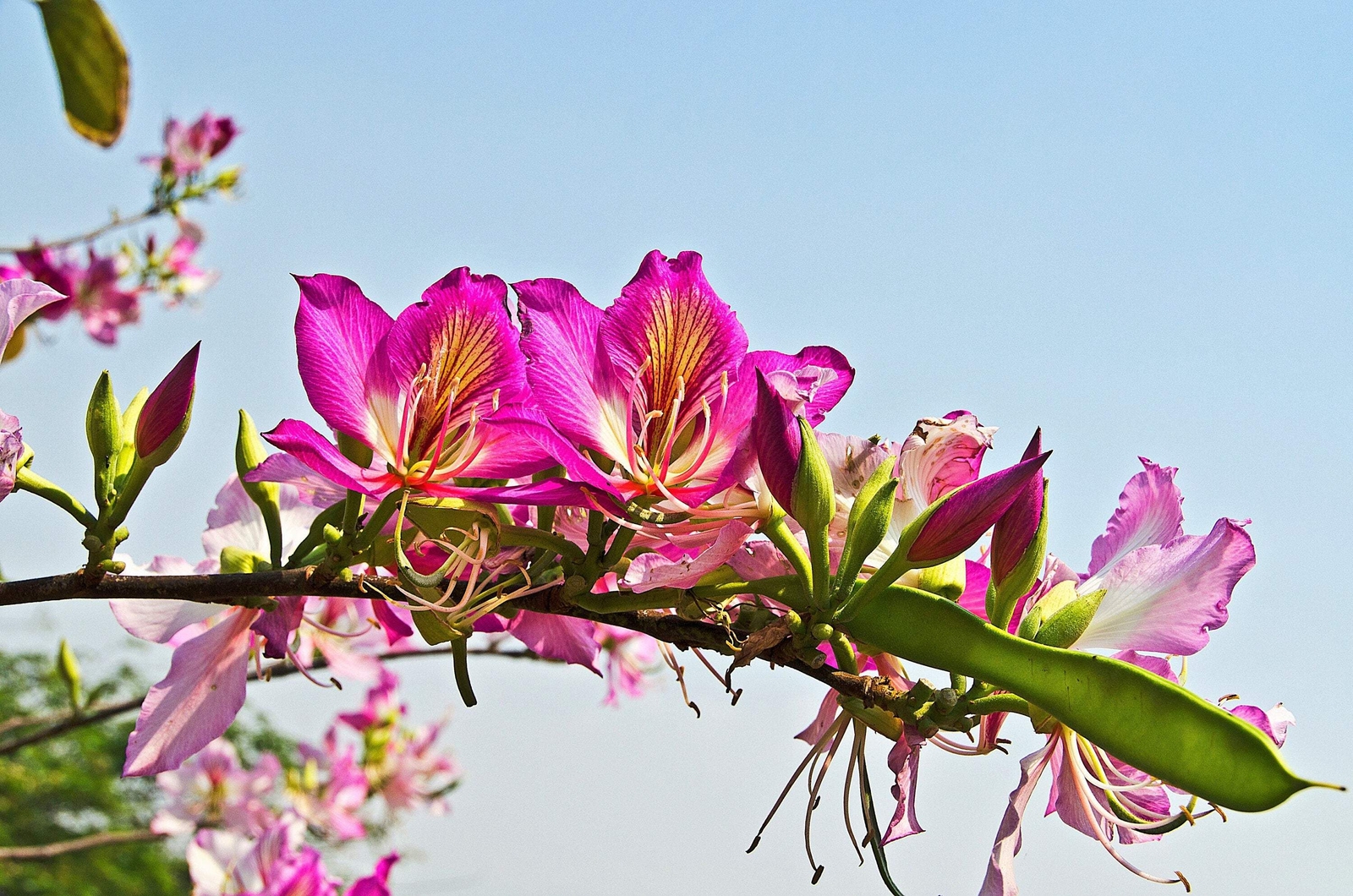 10 PURPLE ORCHID TREE Bauhinia Purpurea Camel’s Foot Butterfly Flower Tree Seeds