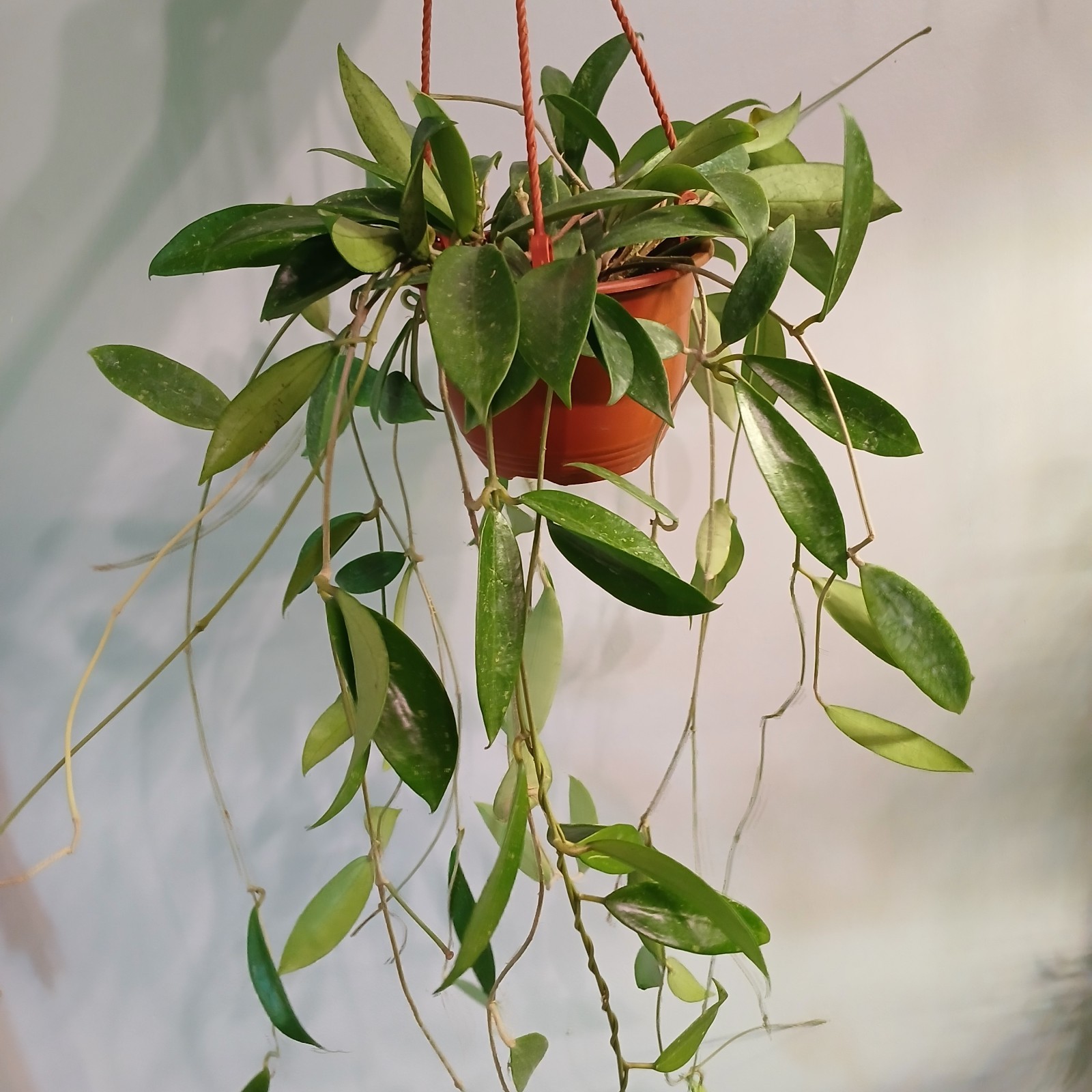 Hoya Hanging Pot, 6 Inch