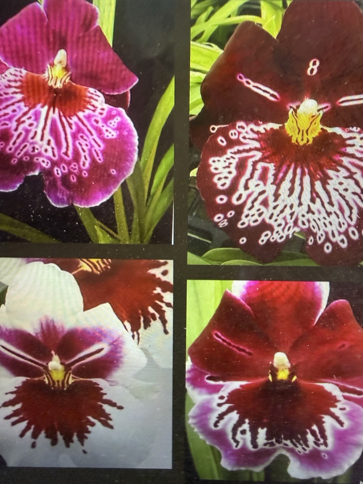 ORCHID PLANTS Miltonia 4 different bulbs bare root