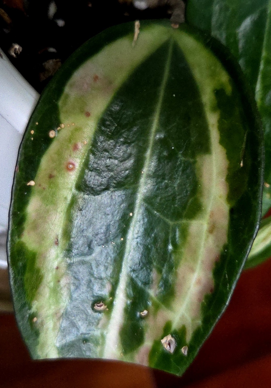 Rare Reverse Variegated Hoya Latifolia 24″ Tall Not Monstera Philodendron Aroid