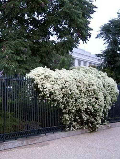 Clematis Paniculata Sweet Autumn Clematis Vine Live Plant Fragrant 2.5″ Pot