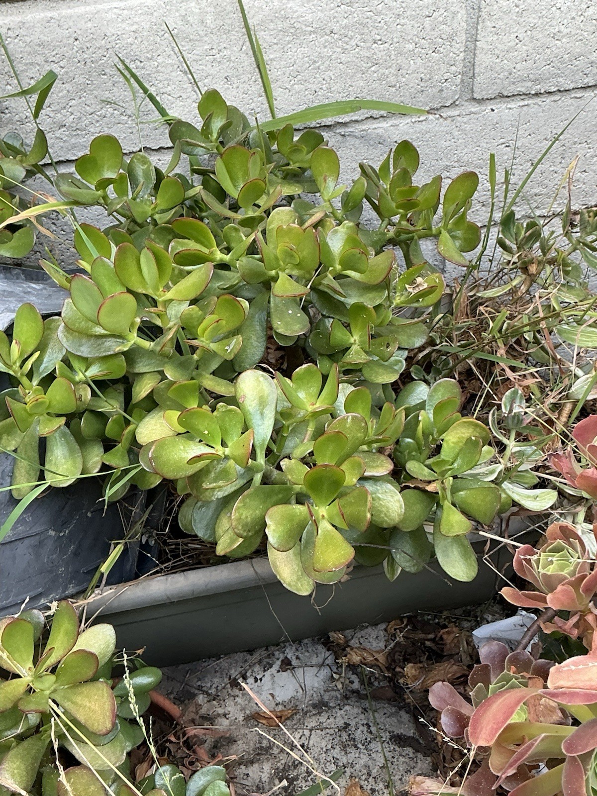 healthy jade plant with roots, Around 19” To 20” tall, rooted