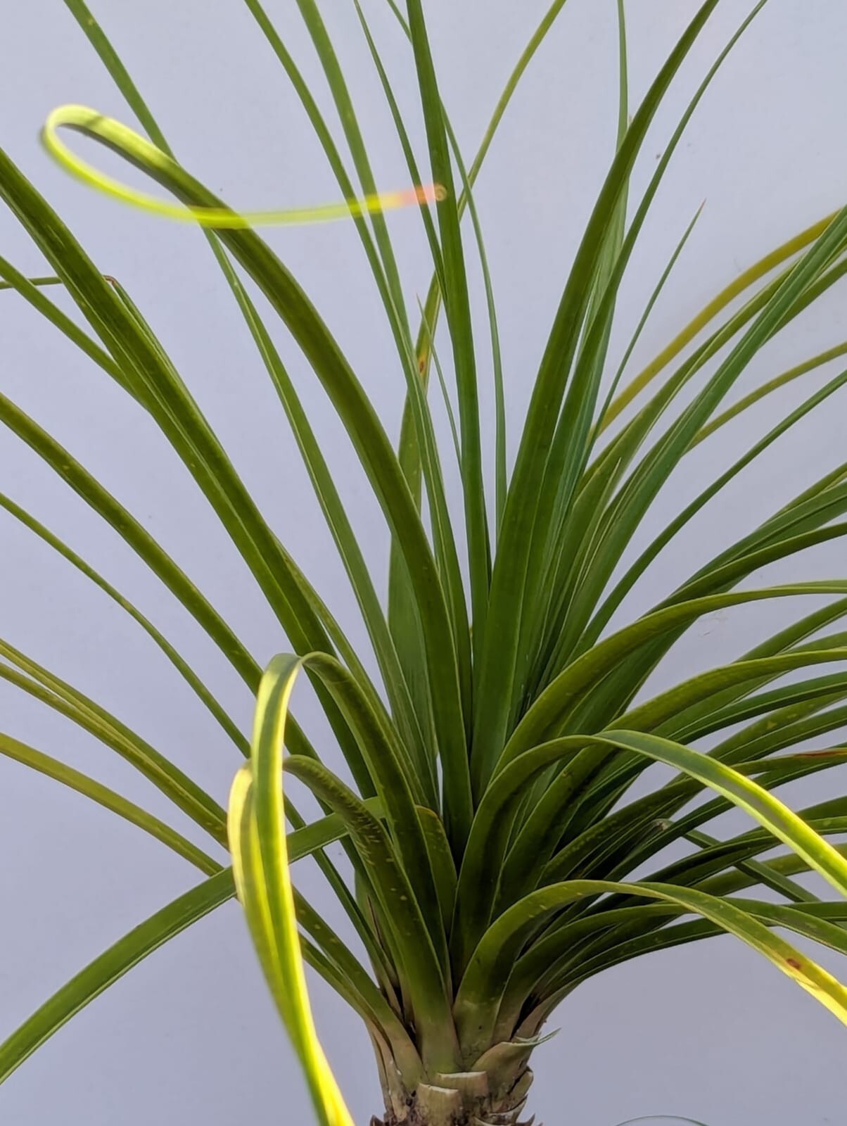 Ponytail Palm in 6″ Pot Indoor Beaucarnea Recurvata Evergreen Houseplant