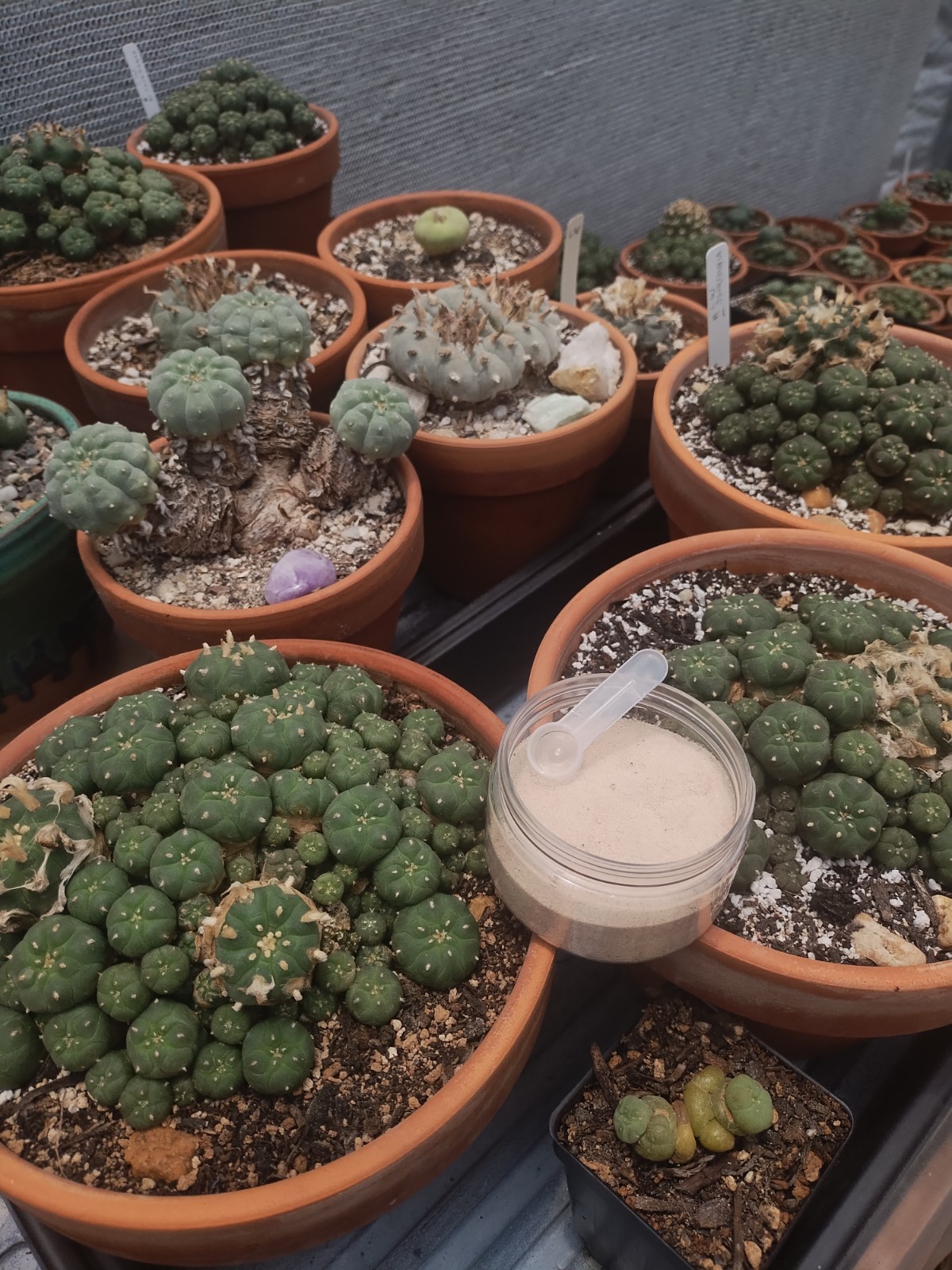 Cactus And Succulent Pesticide, Safe For People And Pollenators. Starkle G