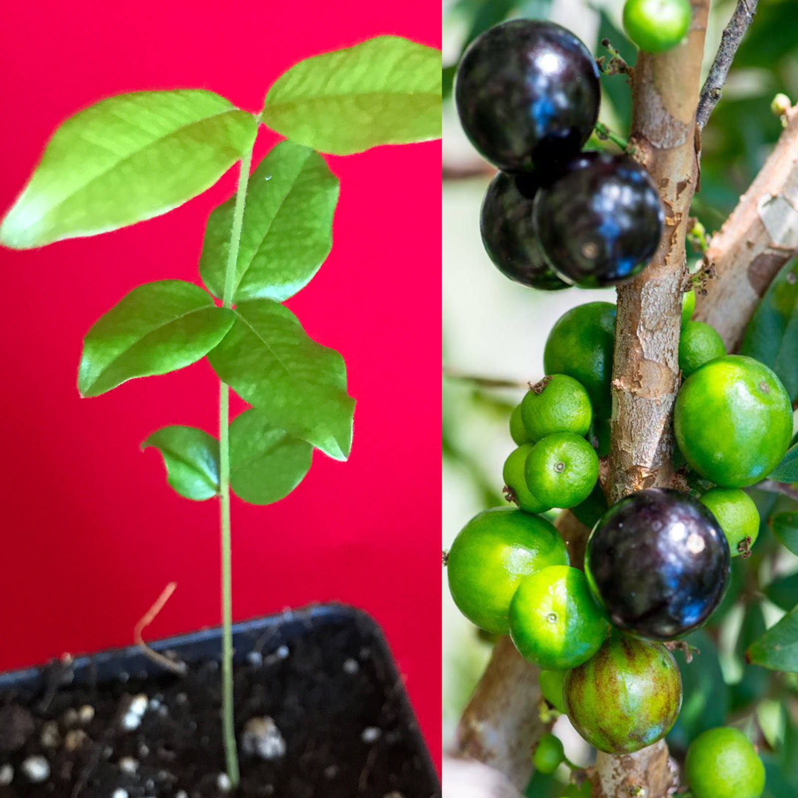 Jaboticaba Plinia Cauliflora Brazilian Sabara Grape Seedling Plant Fruit Tree